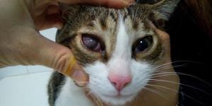 Keratitis in Cats - Types, Symptoms, Treatment