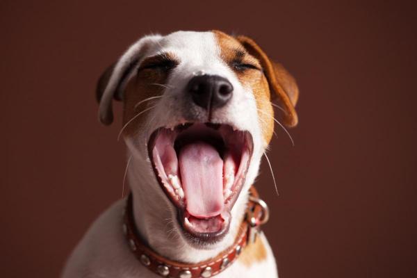 Why Do Dogs Yawn? - Why do dogs yawn?