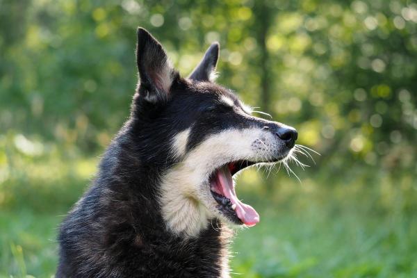 Why Do Dogs Yawn?