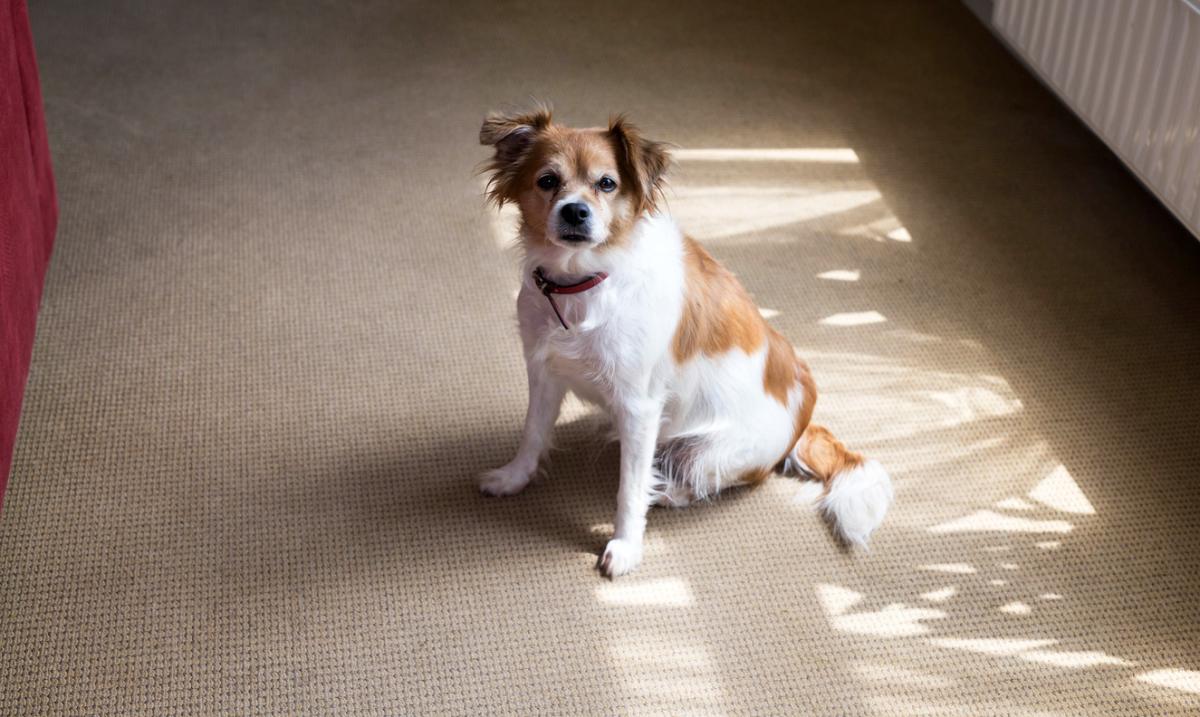 My Dog Is Rubbing Their Butt on the Carpet