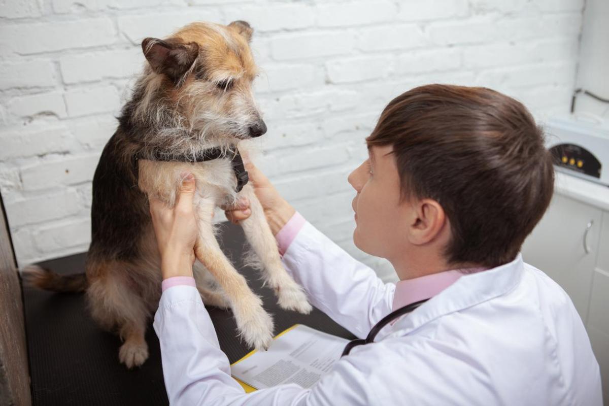 Glucosamine For Dogs - Definition, Benefits & Supplements