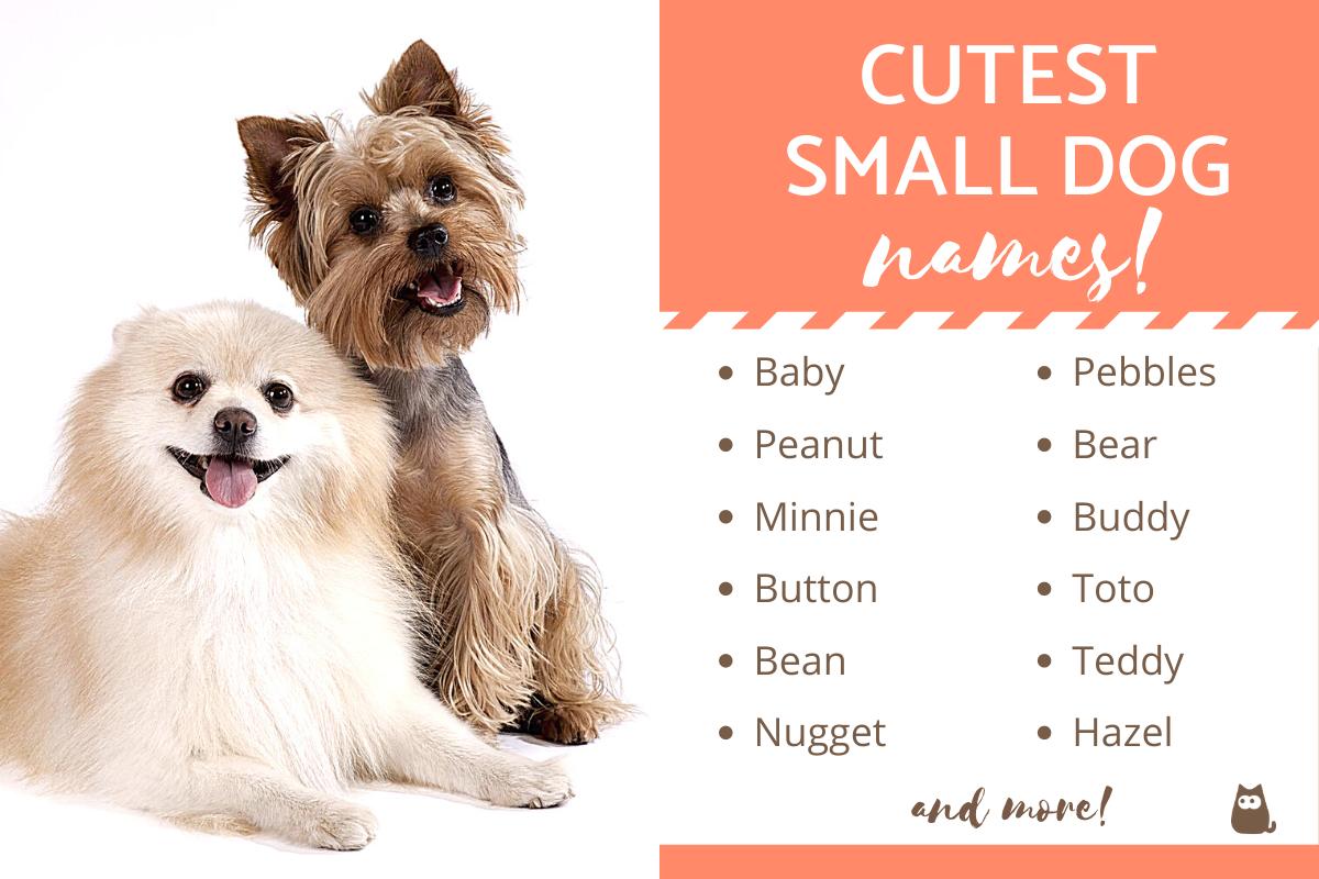 Cutest Names for Small Dogs