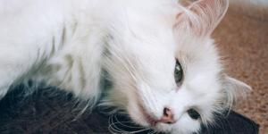 Mast Cell Tumor in Cats - Causes of Mastocytoma
