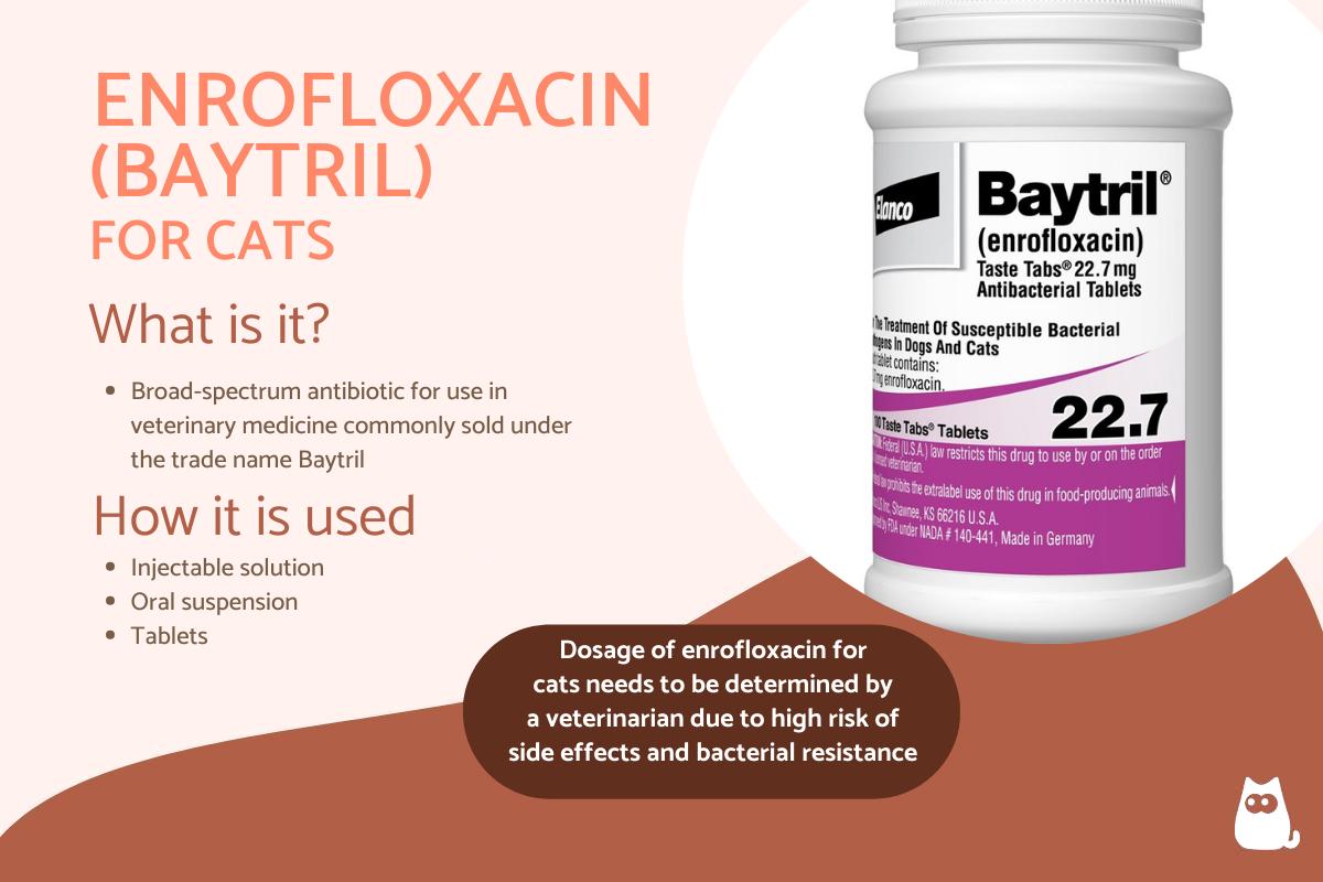 Enrofloxacin for Cats - Baytril Dosage, Uses and Side Effects