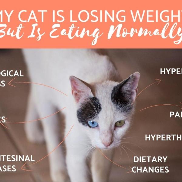 My cat eats but is skinny online