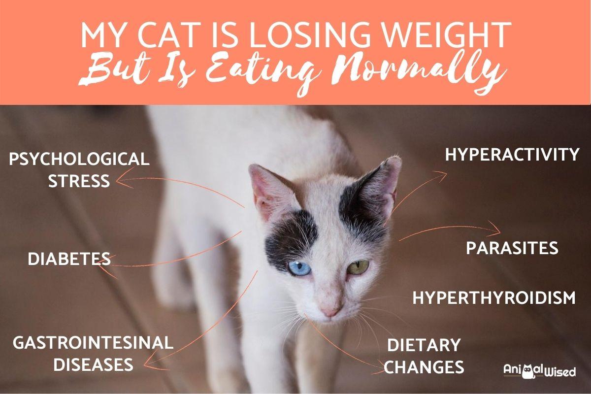 My cat is very thin but eats shop
