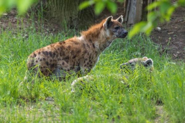 Where Do Hyenas Live? - The different habitats of the hyenas