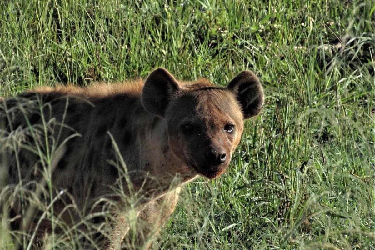 Where Do Hyenas Live?