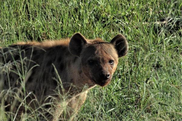 Where Do Hyenas Live?