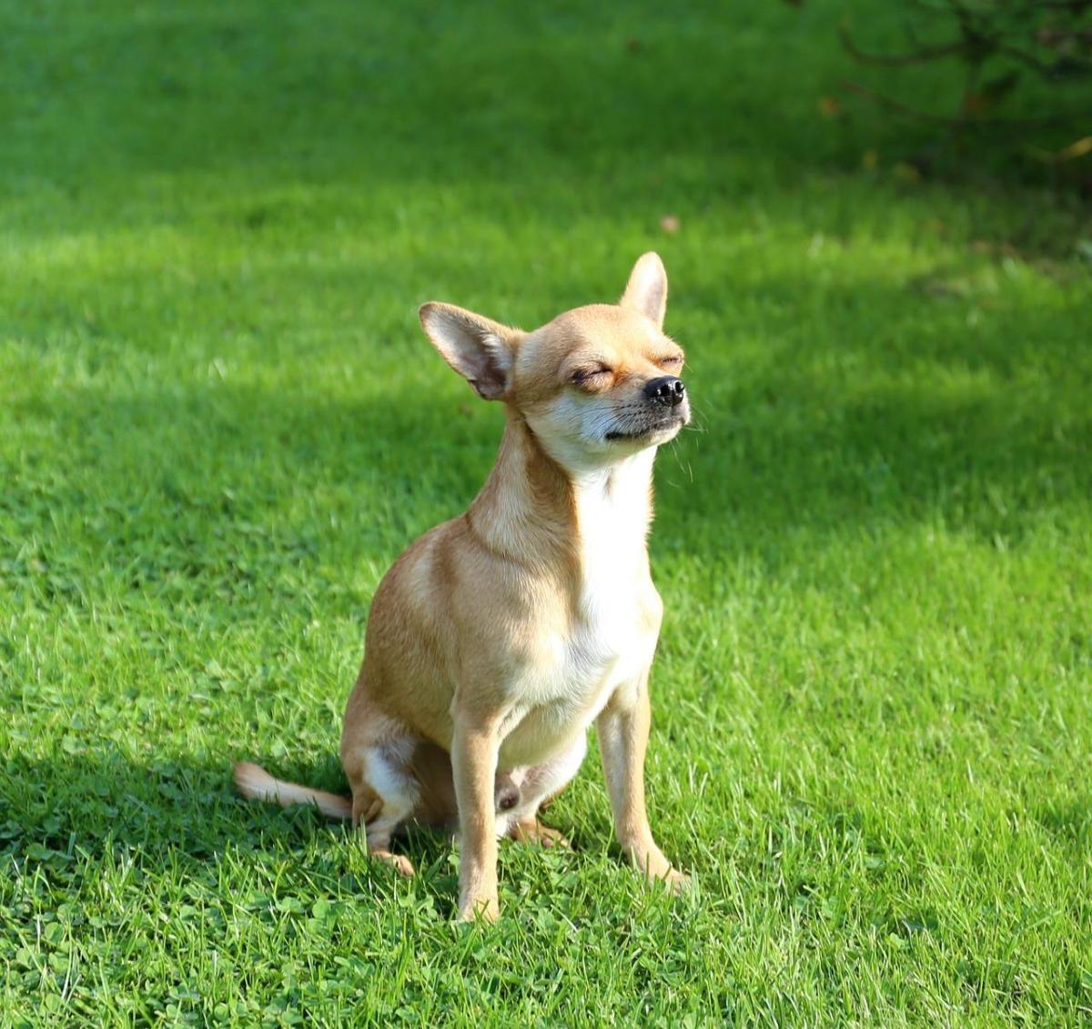 Why do Dogs like the Sun?