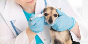 Can an Ear Infection Kill a Dog?
