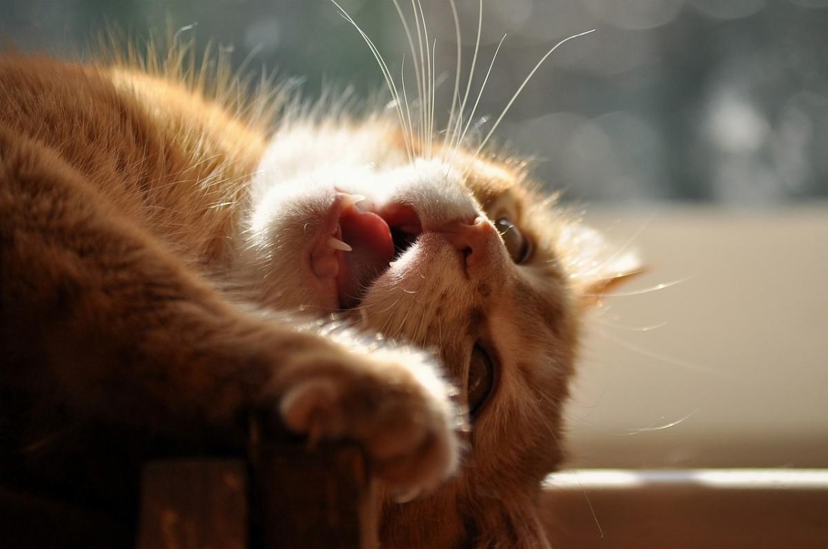When Do Kittens Lose Their Baby Teeth?