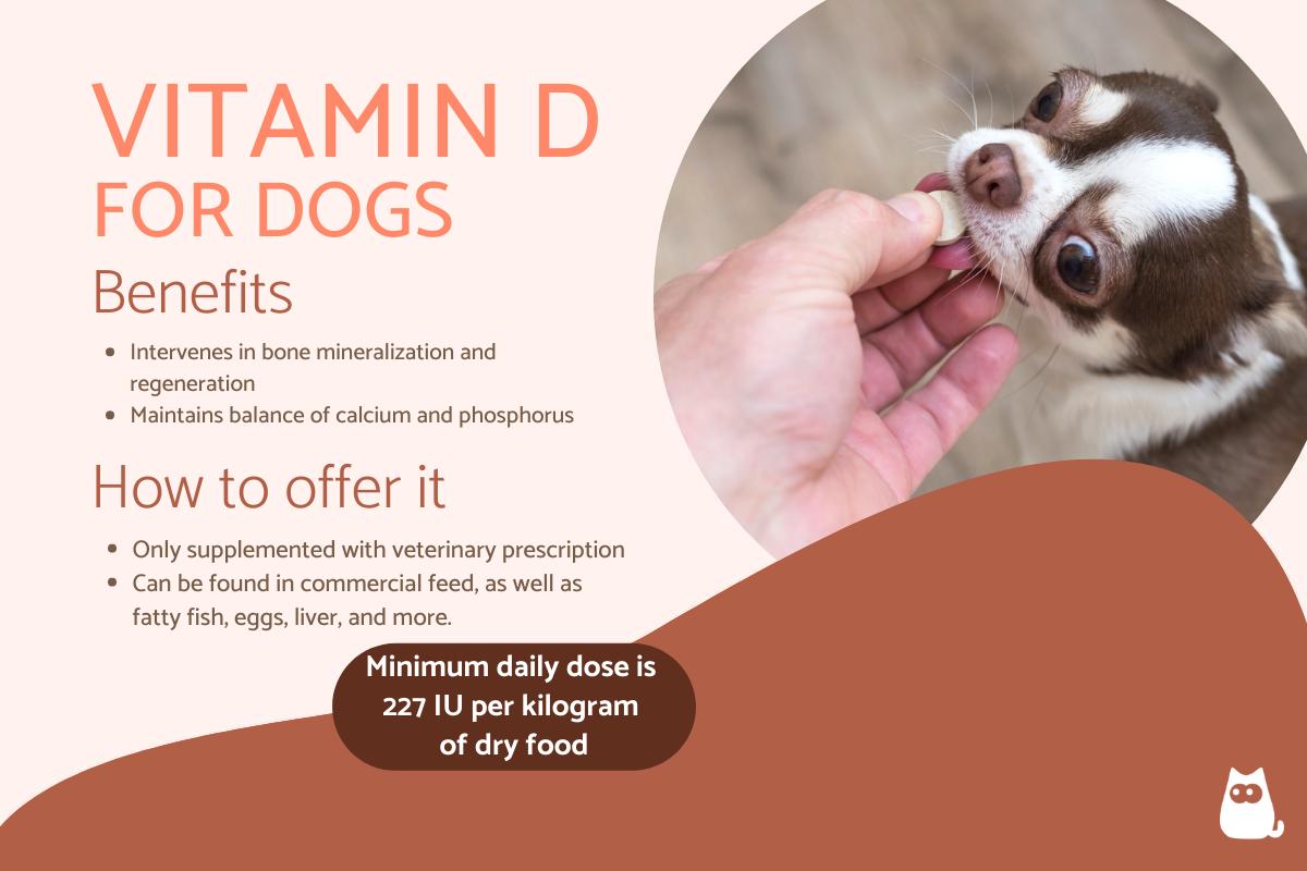 Vitamin D in Dogs - Usage, Dosage and Toxicity