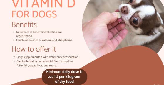 Vitamin D in Dogs - Usage, Dosage and Toxicity