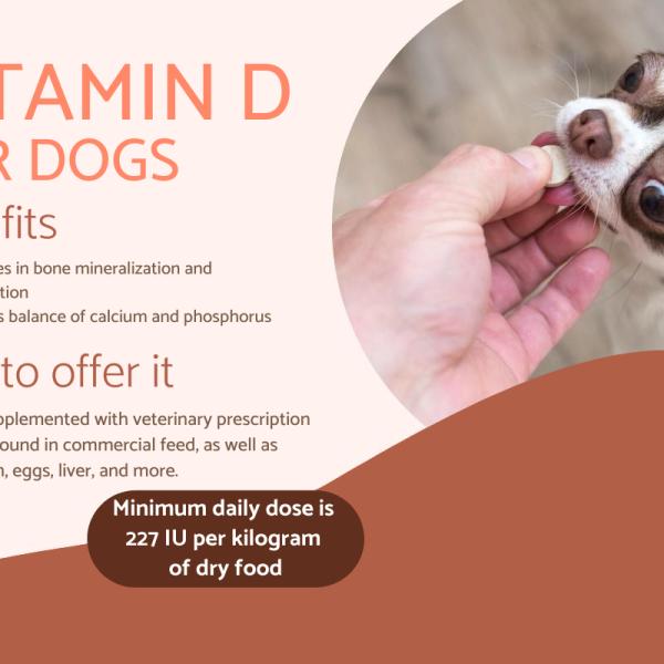 Vitamin d3 dosage for dogs top