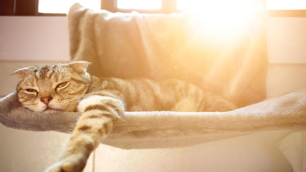 How to Keep an Indoor Cat Cool in Hot Weather