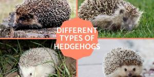 Types of Hedgehogs - A Complete Guide