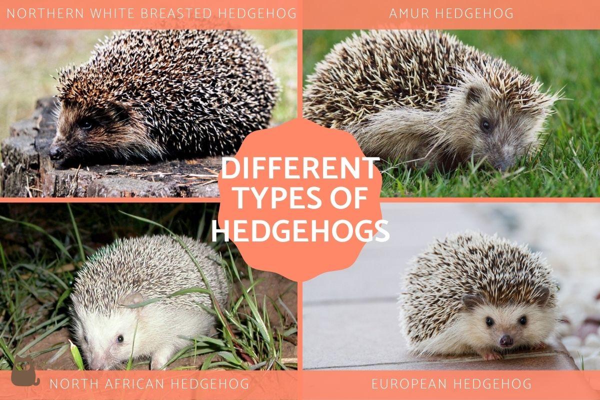 Types Of Hedgehogs A Complete Guide With Photos Types Of Hedgehogs A Complete Guide With Photos