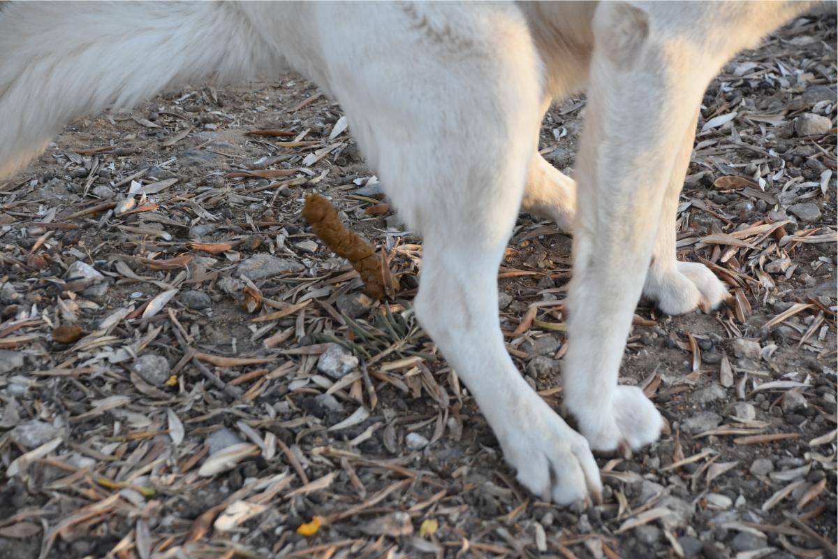 White worms in dog poop treatment 2025