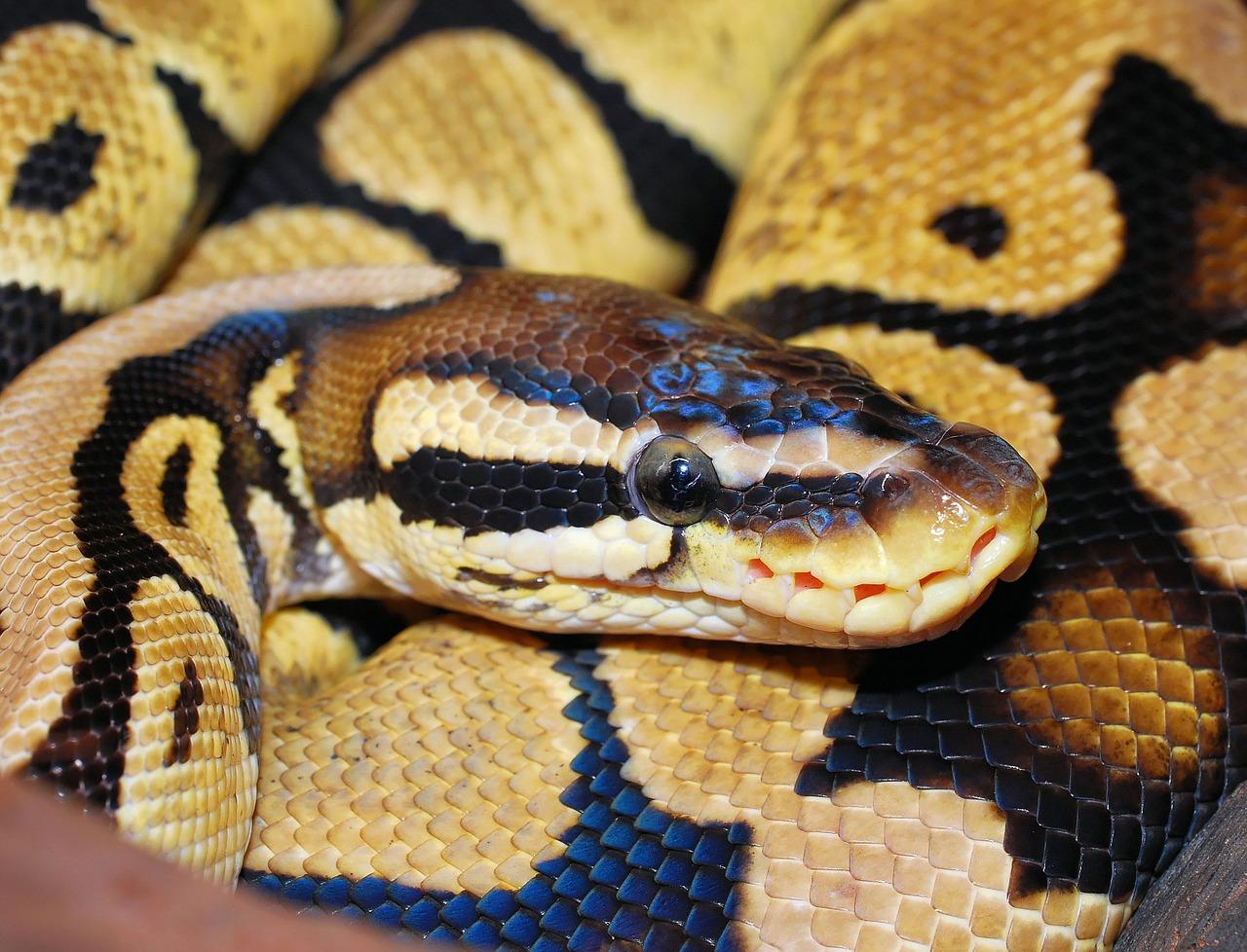 Are Pythons as Pets a Good Idea? - What You Need to Consider