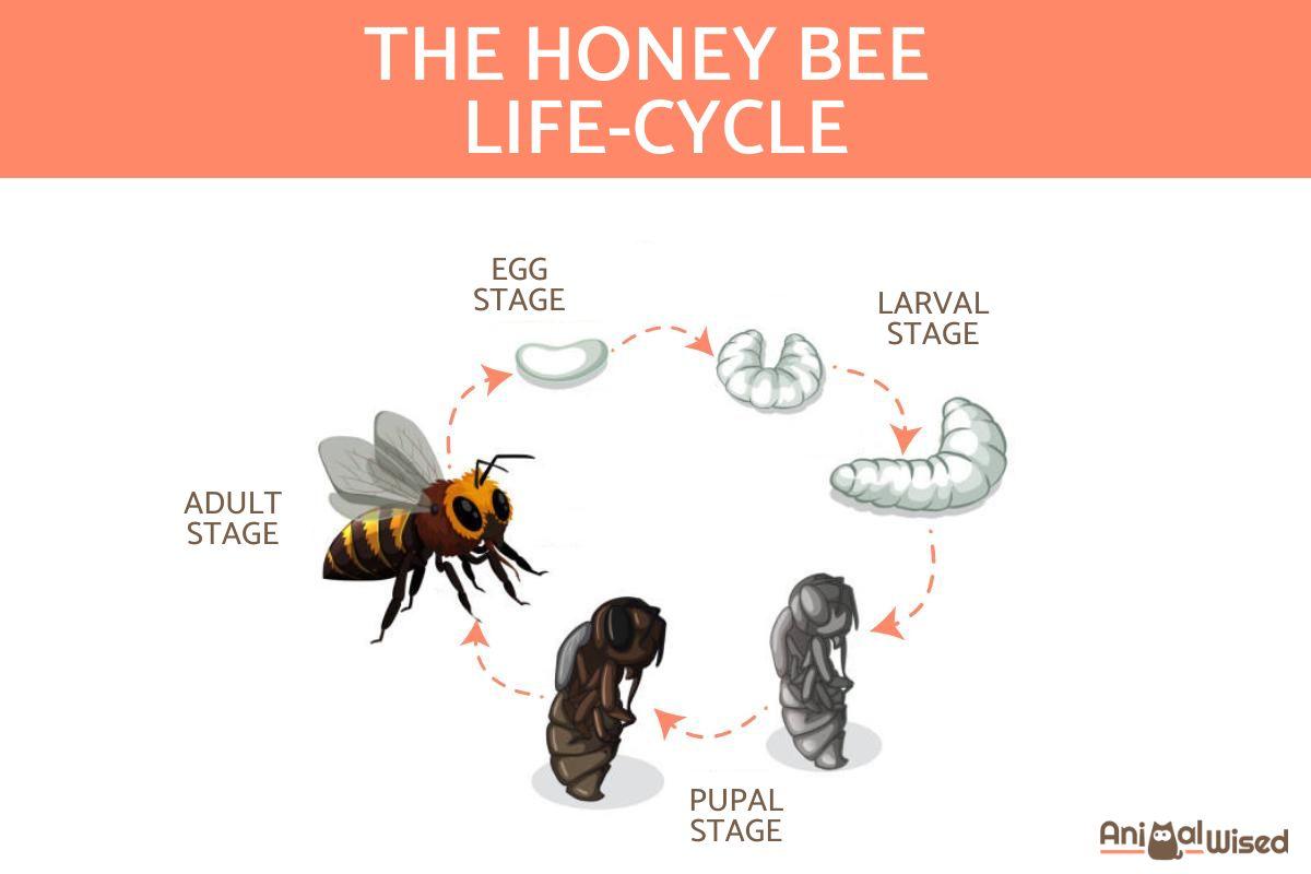 Life Cycle of a Honey Bee