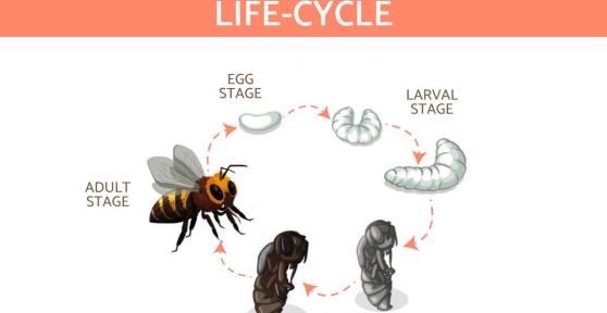 Life Cycle of a Honey Bee