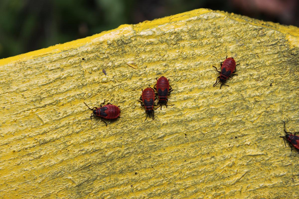 Effective Scents to Repel Bed Bugs Naturally