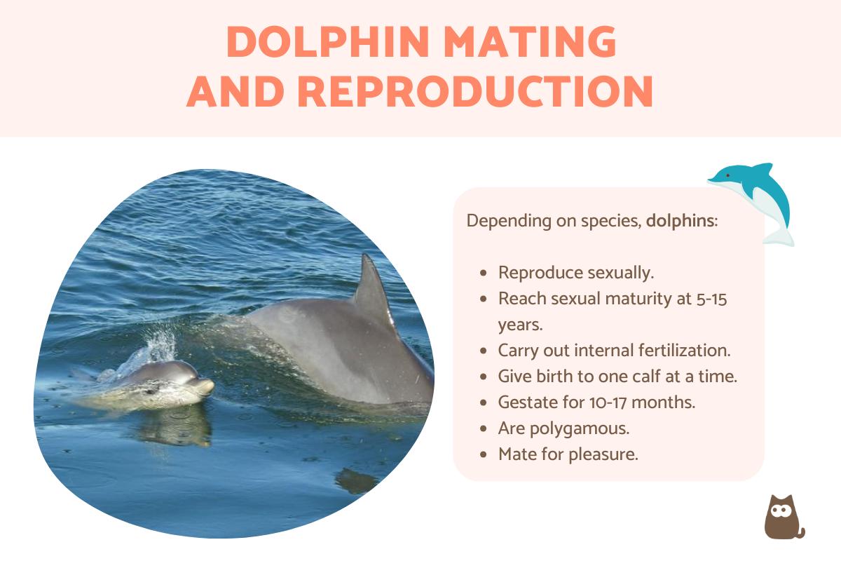 Dolphin Mating and Reproduction