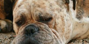 My Dog's Third Eyelid Won't Retract - Third Eyelid Prolapse in Dogs
