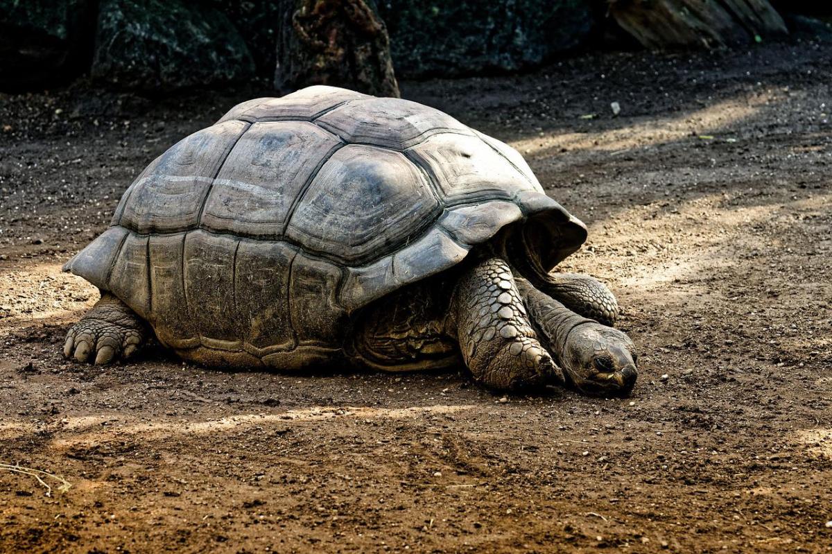 My Turtle Isn't Moving - Why and What to Do