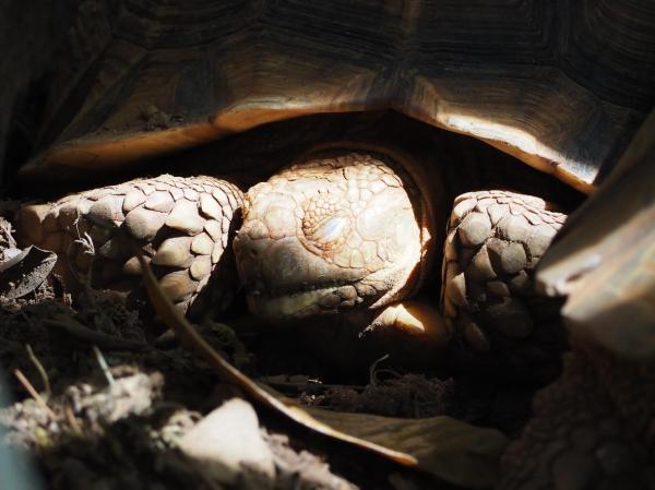 My Turtle Isn't Moving - Why and What to Do - Why is my baby turtle not moving?