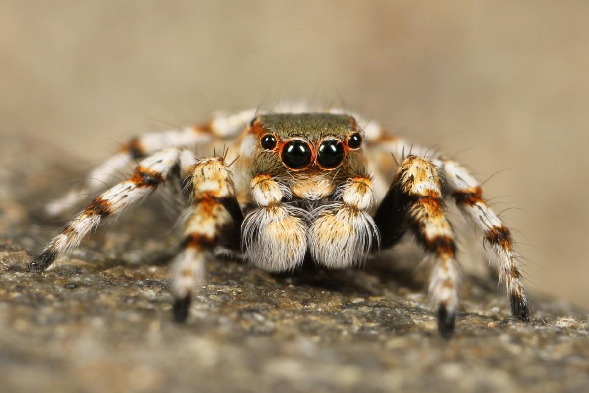Are Tarantulas Dangerous?