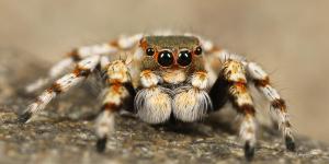 Are Tarantulas Dangerous?