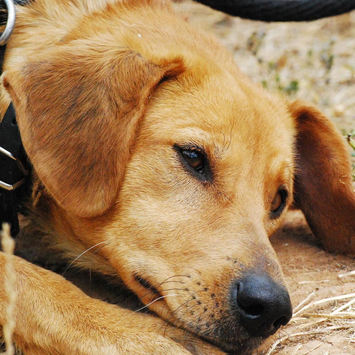 Garlic and Onion Poisoning in Dogs - Symptoms and Treatment