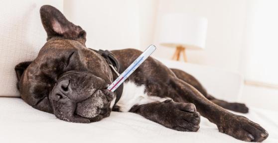Leukopenia in Dogs - Low White Blood Cell Count