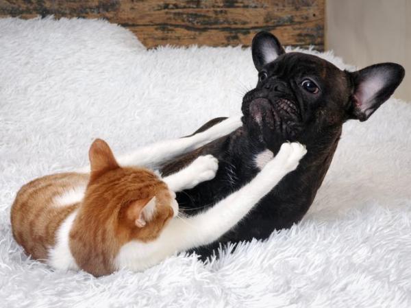 My Cat Keeps Attacking My Dog