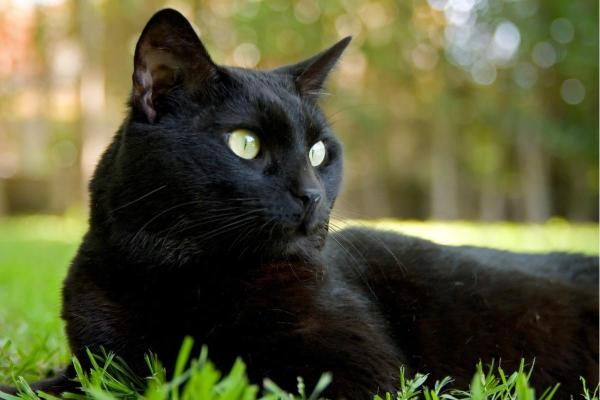 What Your Cat’s Color Says About Its Personality - Black cats