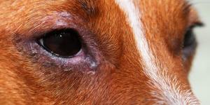 Blepharitis in Dogs - Causes, Symptoms and Treatment
