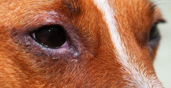 Blepharitis in Dogs - Causes, Symptoms and Treatment
