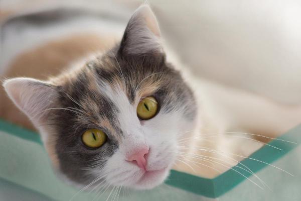 What Your Cat’s Color Says About Its Personality - Calico and tortoiseshell cats