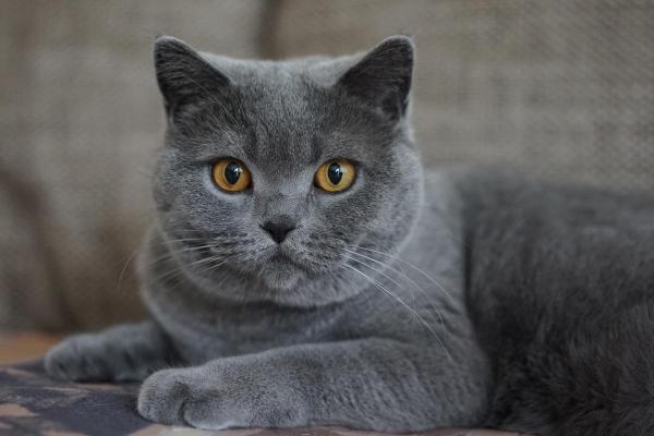 What Your Cat’s Color Says About Its Personality - Gray cats