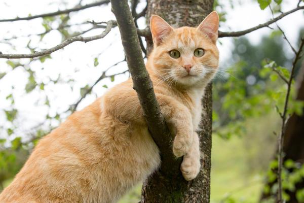 What Your Cat’s Color Says About Its Personality - Orange cats