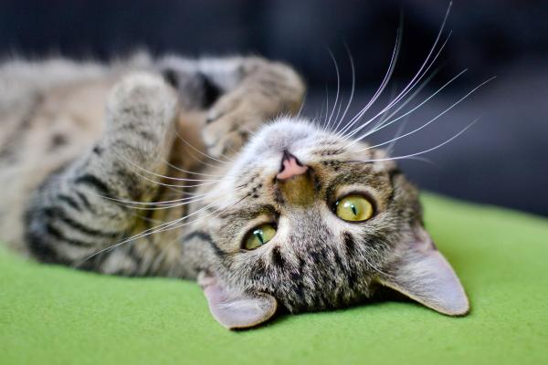 What Your Cat’s Color Says About Its Personality - Tabby cats