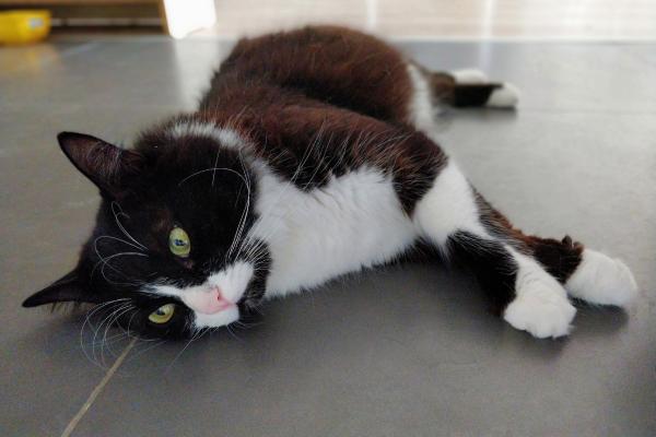 What Your Cat’s Color Says About Its Personality - Tuxedo cats