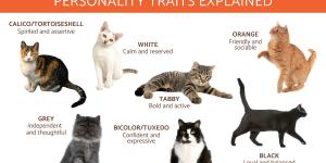 What Your Cat’s Color Says About Its Personality