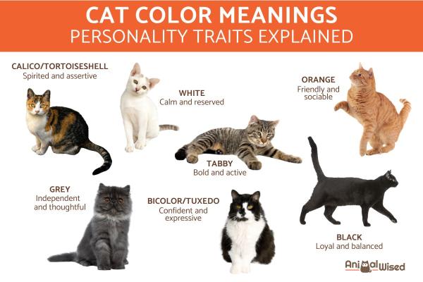 What Your Cat’s Color Says About Its Personality