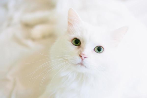 What Your Cat’s Color Says About Its Personality - White cats