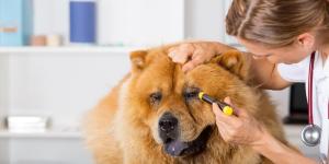 Canine Uveitis - Causes, Symptoms and Treatment
