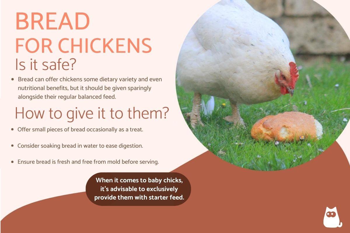 Can I Give My Chickens Bread?