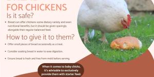 Can I Give My Chickens Bread?